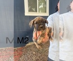 Small Presa Canario