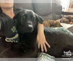 Small #5 Labrador Retriever-Retriever  Mix