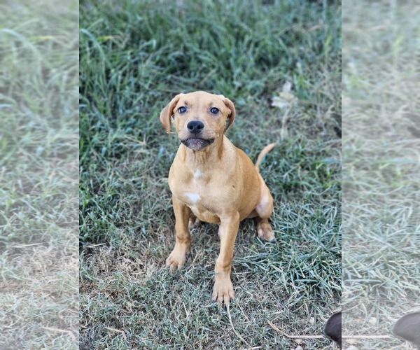 Medium Photo #3 Labrador Retriever-Unknown Mix Puppy For Sale in Sheboygan, WI, USA