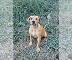 Small #2 Labrador Retriever Mix