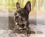 Small Photo #19 French Bulldog Puppy For Sale in BUSHKILL, PA, USA