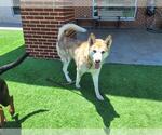 Small #1 Siberian Husky Mix