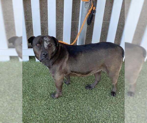 Medium Photo #1 Mutt Puppy For Sale in Modesto, CA, USA