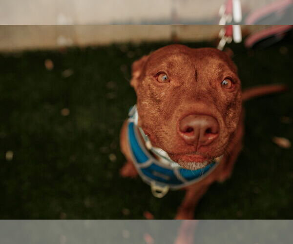 Medium Photo #4 Mutt Puppy For Sale in Holly Springs, NC, USA