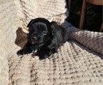Small Photo #17 ShihPoo Puppy For Sale in CLARE, MI, USA