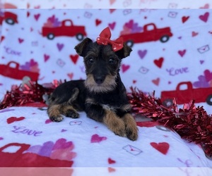 Schnauzer (Miniature) Puppy for sale in LAKELAND, FL, USA