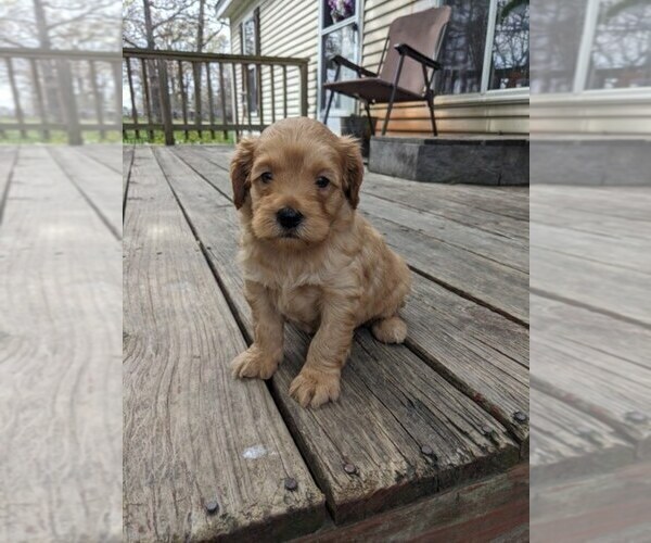 Medium Photo #4 Cockapoo-Poodle (Miniature) Mix Puppy For Sale in SALEM, MO, USA
