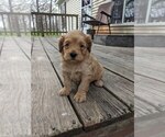 Small #2 Cockapoo-Poodle (Miniature) Mix