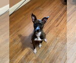 Small #1 Chihuahua Mix
