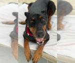 Small Doberman Pinscher