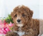 Small #2 Poochon