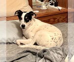 Small Pointer-Rat Terrier Mix