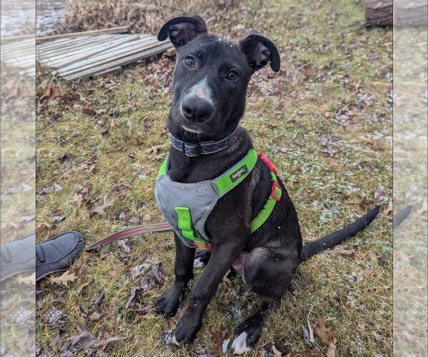 Medium Photo #6 German Shepherd Dog-Unknown Mix Puppy For Sale in New Oxford , PA, USA