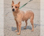 Small #1 Australian Shepherd-Red Heeler Mix