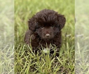 Miniature American Shepherd-Poodle (Miniature) Mix Puppy for sale in LONGVIEW, TX, USA