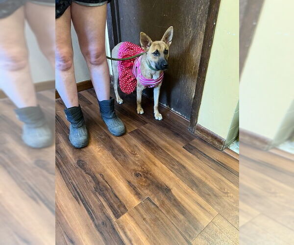 Medium Photo #6 Feist Terrier-Whippet Mix Puppy For Sale in Mt. Laurel, NJ, USA
