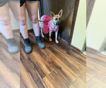 Small #5 Feist Terrier-Whippet Mix