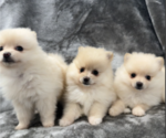 Small #3 Pomeranian