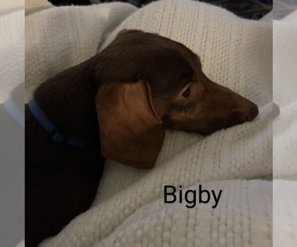 Medium Photo #4 Dachshund Puppy For Sale in Sioux Falls, SD, USA