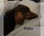 Small #3 Dachshund