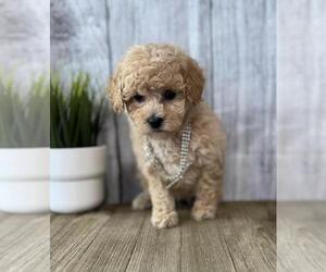 Medium Poodle (Toy)