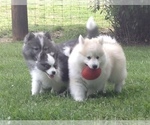 Small Photo #29 Pomsky Puppy For Sale in BAXTER, TN, USA