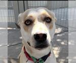COFFEE - Female Siberian Husky-Unknown Mix Dog for Adoption - Small photo