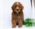 Small #2 Poodle (Miniature)