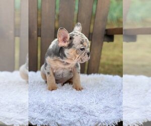 French Bulldog Puppy for sale in CHEVY CHASE, DC, USA