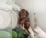 Small Photo #2 Dachshund Puppy For Sale in LA JOLLA, CA, USA