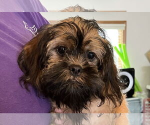 Brussels Griffon Dogs for adoption in Wheaton, IL, USA