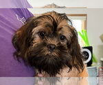 Small Brussels Griffon