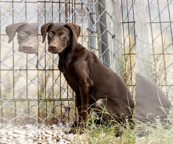Medium Photo #2 Doberman Pinscher Puppy For Sale in Devine, TX, USA