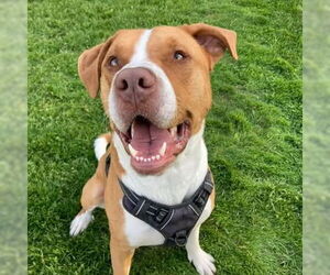 Saint Bernard-Unknown Mix Dogs for adoption in Muskegon, MI, USA
