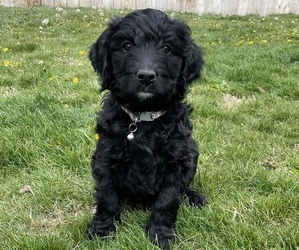 Australian Labradoodle Puppy for sale in HERMISTON, OR, USA