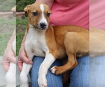 Small #1 Labrador Retriever Mix