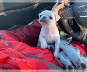 Pug Puppy for sale in WATERVLIET, NY, USA