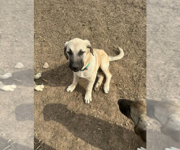 Medium Photo #1 Anatolian Shepherd Puppy For Sale in Linton, IN, USA