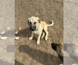 Anatolian Shepherd Dogs for adoption in Linton, IN, USA