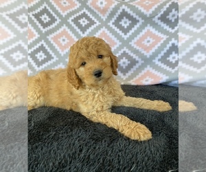 Goldendoodle Puppy for sale in STELLA, MO, USA
