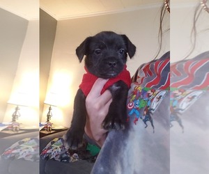 French Bulldog-Poodle (Miniature) Mix Puppy for sale in ROCHESTER, NY, USA
