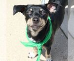 Small #9 Chihuahua Mix