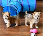 Small Photo #5 Morkie Puppy For Sale in ROCK VALLEY, IA, USA