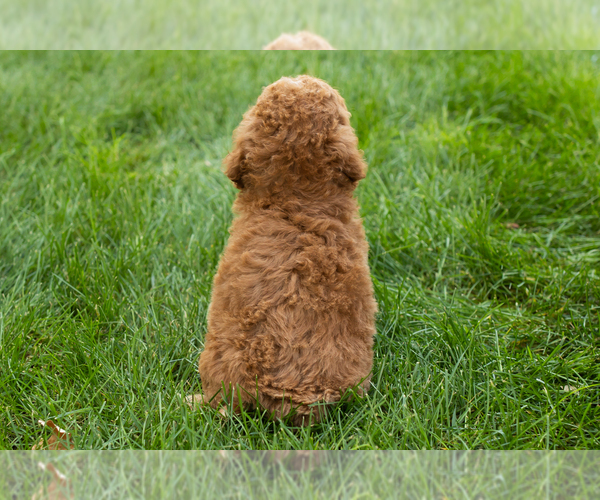 Medium Photo #10 Goldendoodle-Poodle (Miniature) Mix Puppy For Sale in NAPPANEE, IN, USA