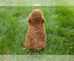 Small #9 Goldendoodle-Poodle (Miniature) Mix