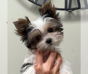 Yorkshire Terrier Puppy for sale in OLIN, NC, USA