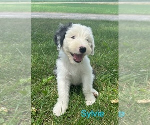 Old English Sheepdog Puppy for sale in WABASH, IN, USA