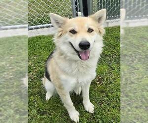 German Shepherd Dog-Unknown Mix Dogs for adoption in Riverside, CA, USA