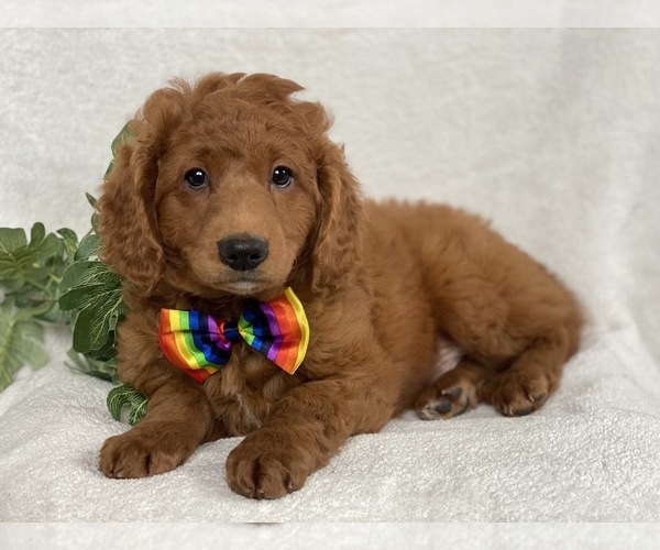 Medium Photo #6 Goldendoodle-Poodle (Miniature) Mix Puppy For Sale in CEDAR LANE, PA, USA