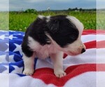 Small Photo #14 Border Collie Puppy For Sale in NORBORNE, MO, USA